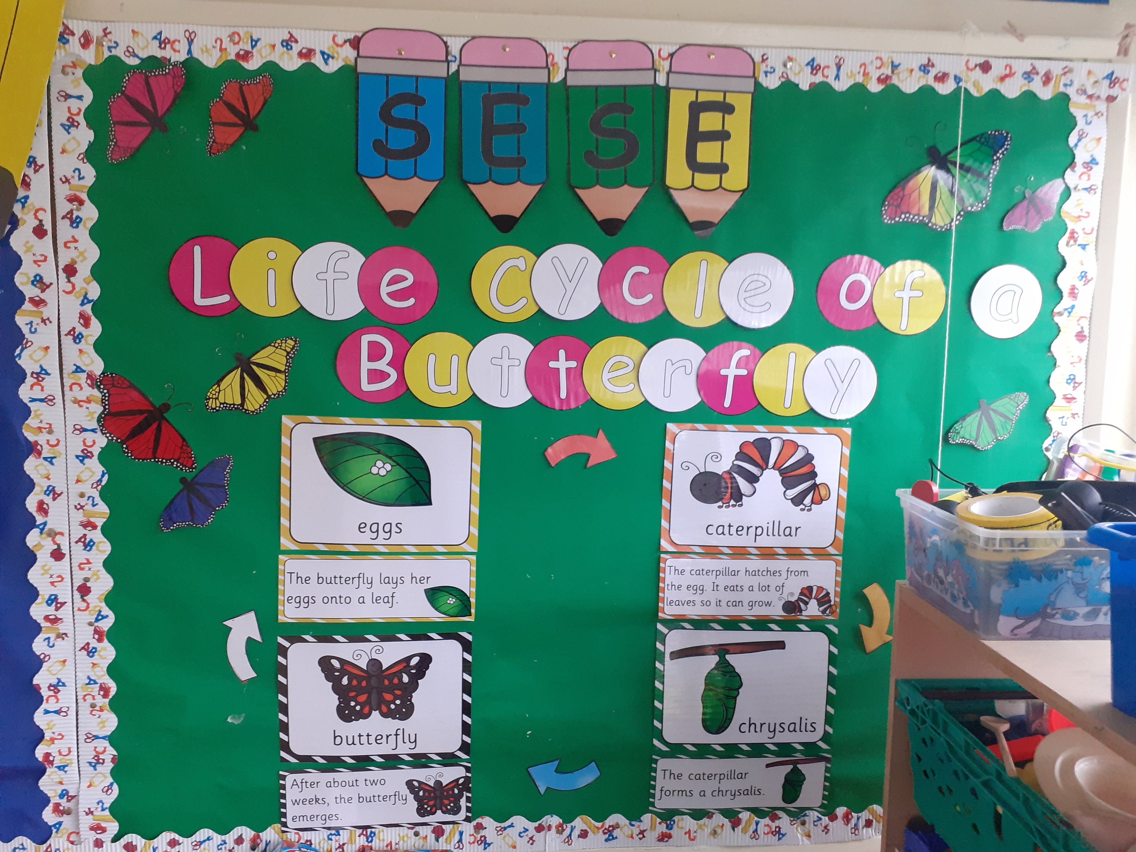 Lifecycle of a Butterfly