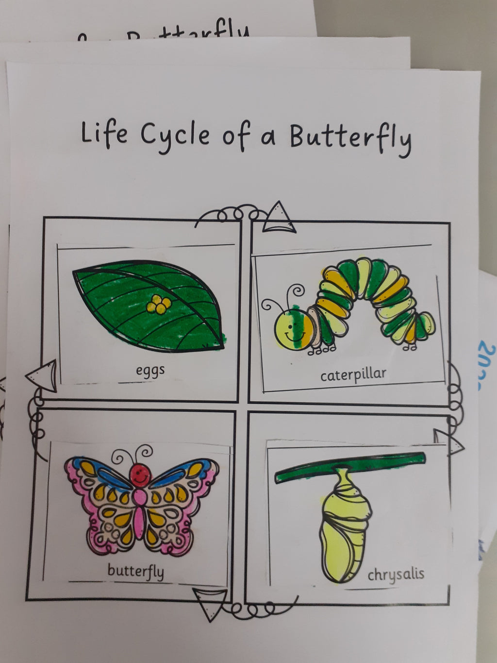 Lifecycle of a Butterfly