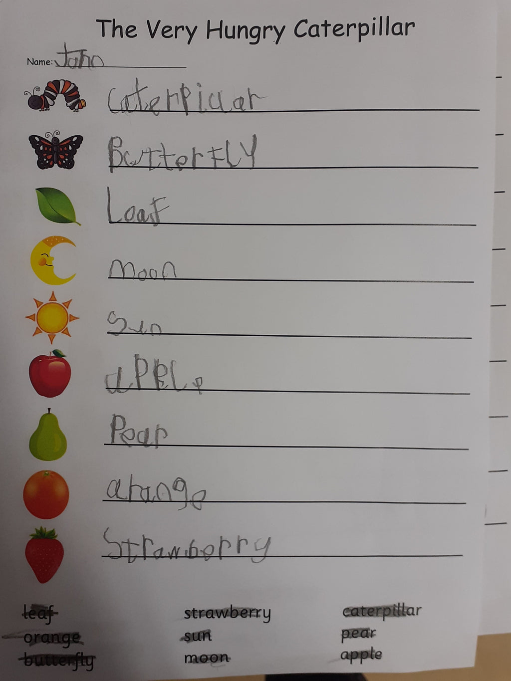 Lifecycle of a Butterfly