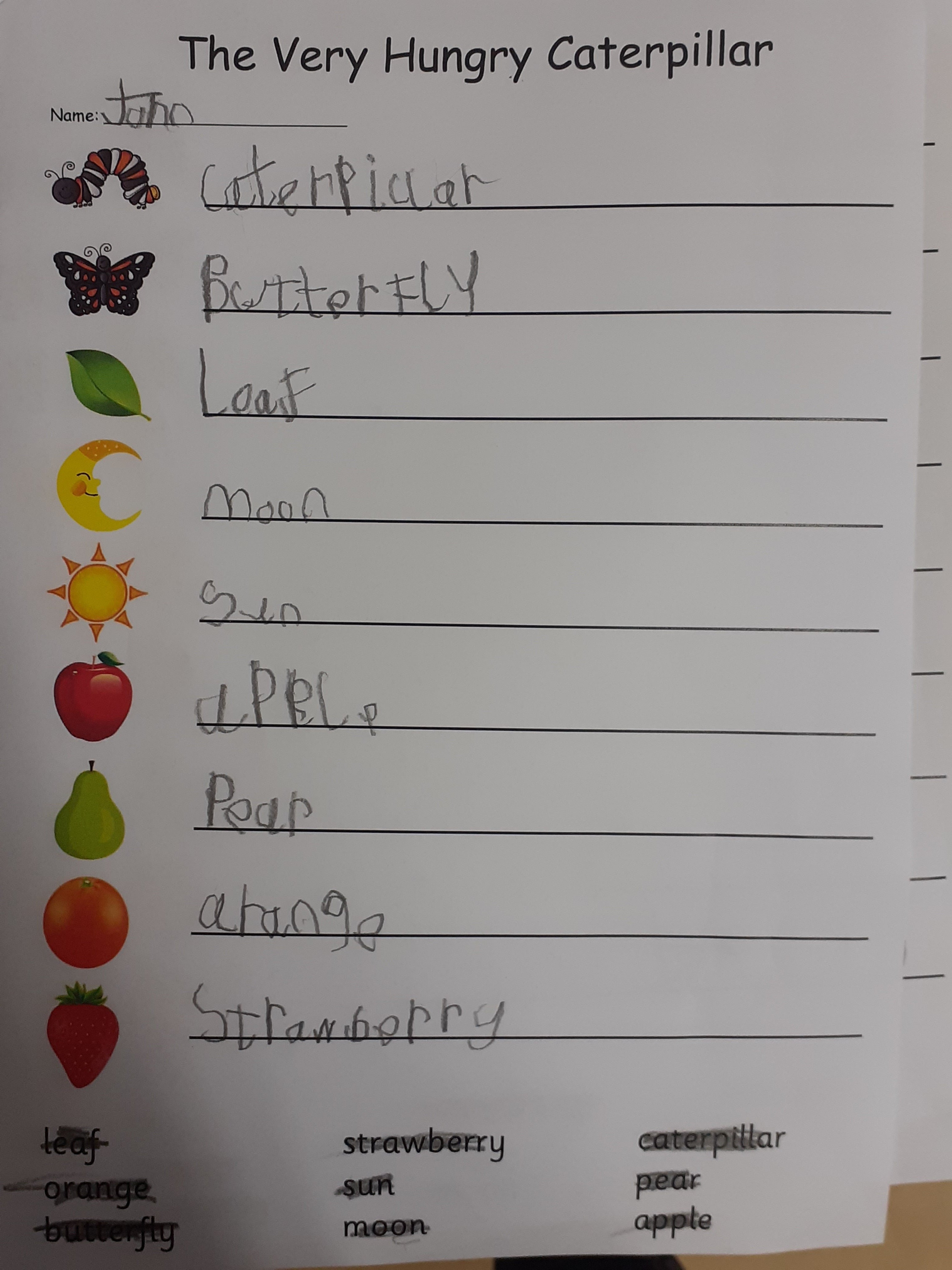 Lifecycle of a Butterfly