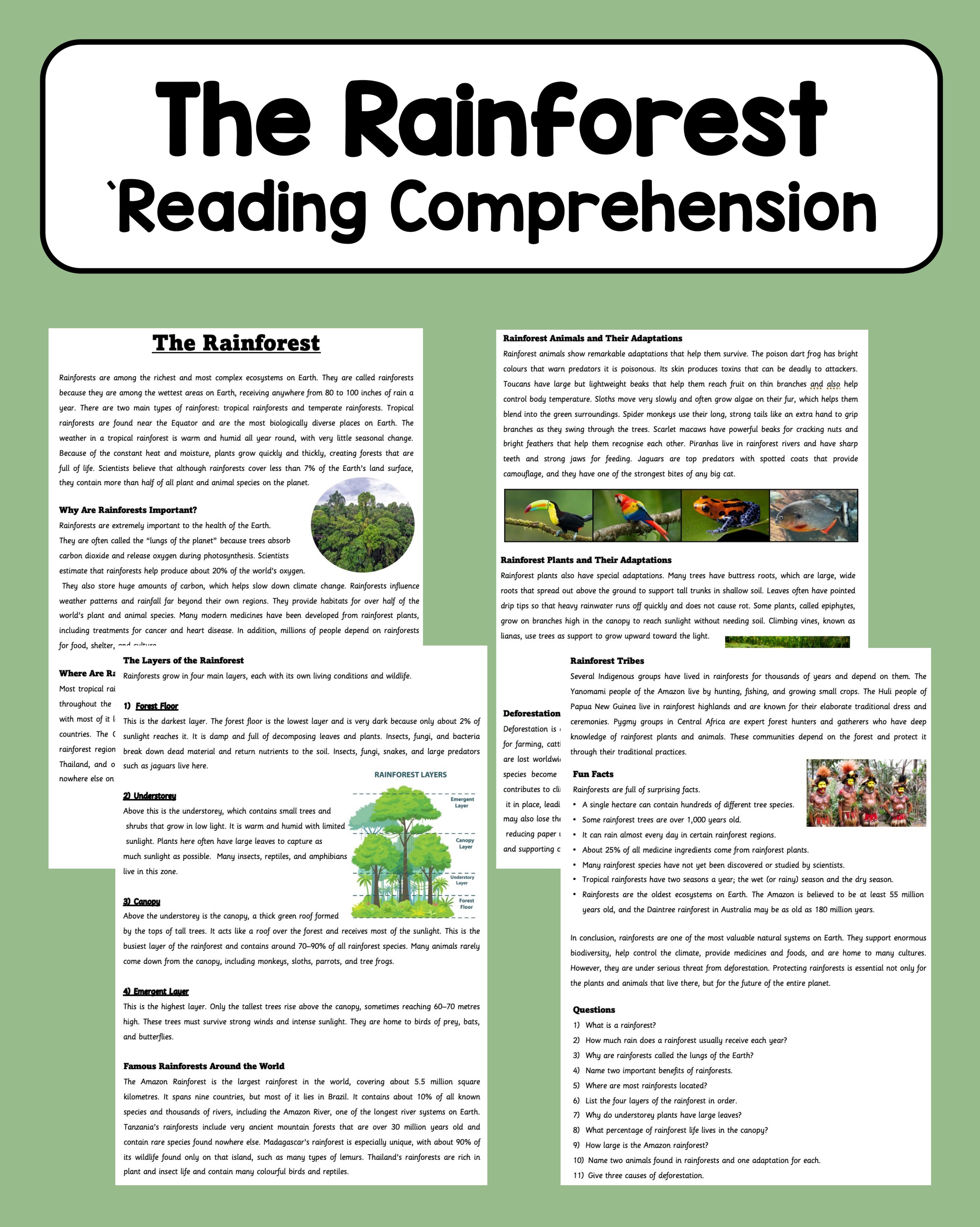 The Rainforest - Reading Comprehension