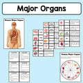 Body Organs - Pack