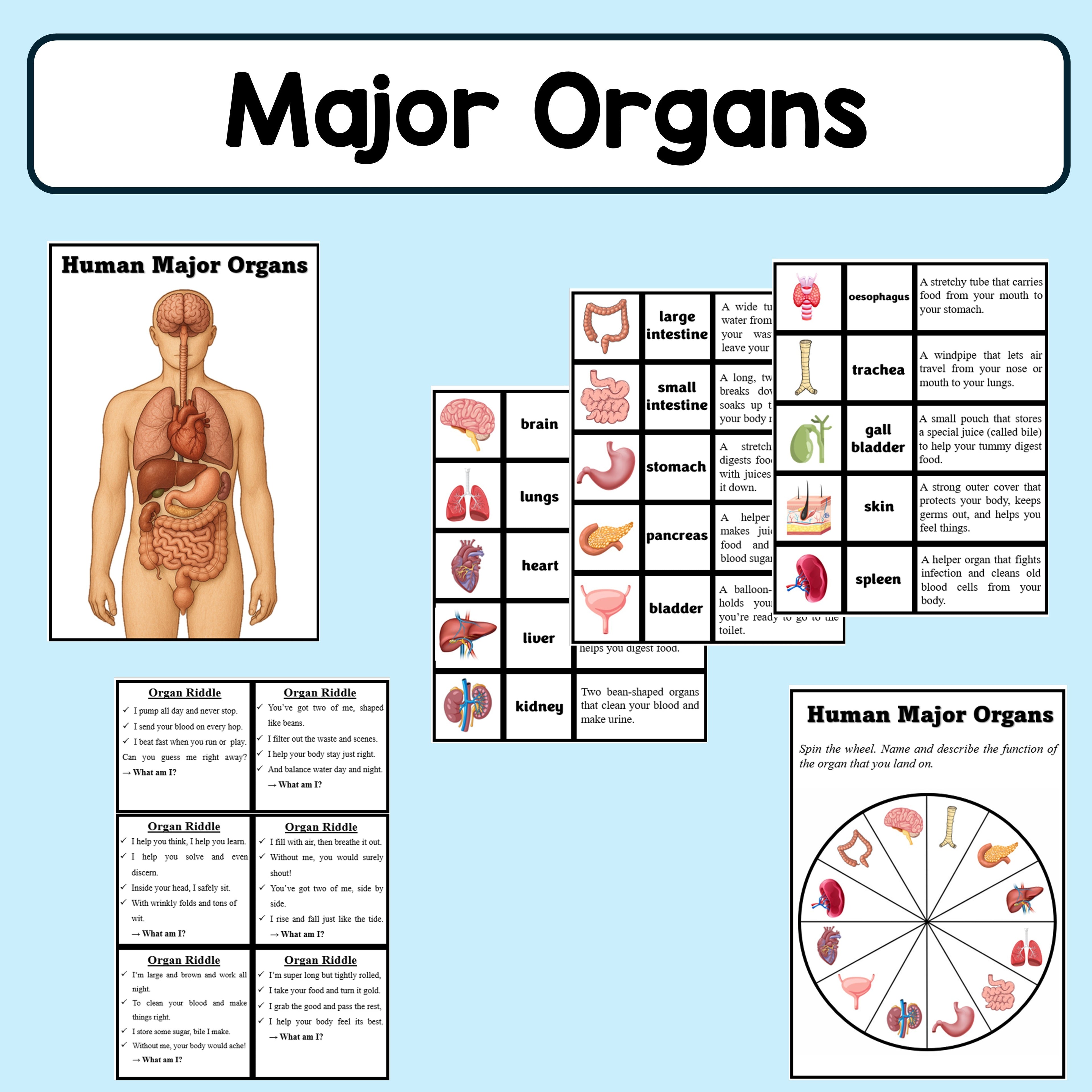 Body Organs - Pack