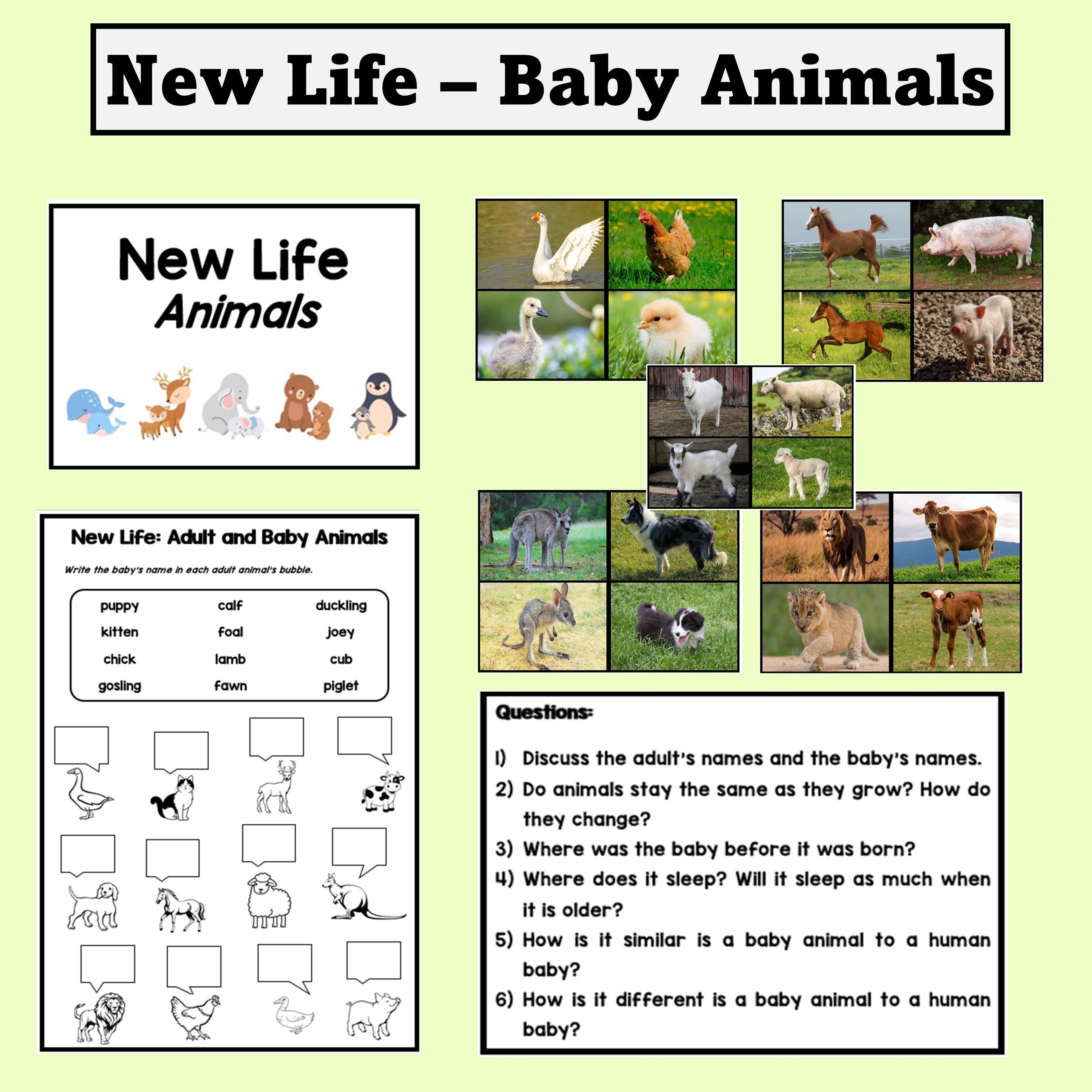 New Life - Baby Animals
